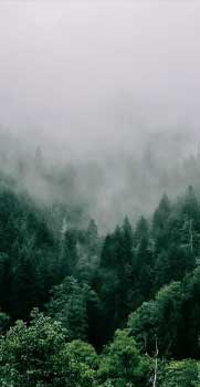 Eternal Green